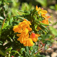 Berberis x stenophylla 'Corallina Compacta'